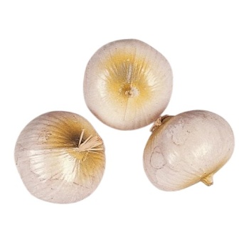 Муляж лук белый 3шт