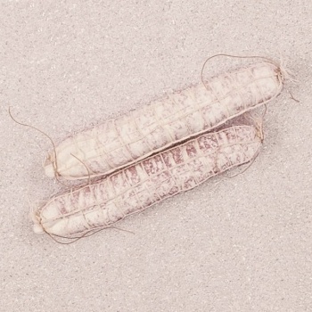 Муляж салями LARGE WHITE 5x25см, 2шт