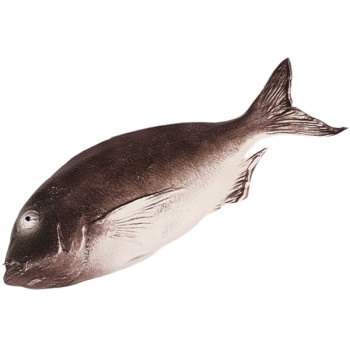 Муляж зубан серый