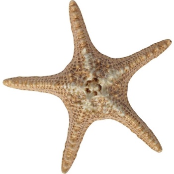 Блюдо 28см 100мл Звезда "Pearl Frutti di Mare" керамика