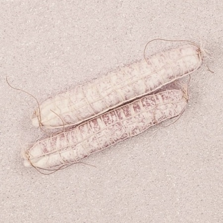 Муляж салями LARGE WHITE 5x25см, 2шт