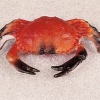 Муляж краб средний