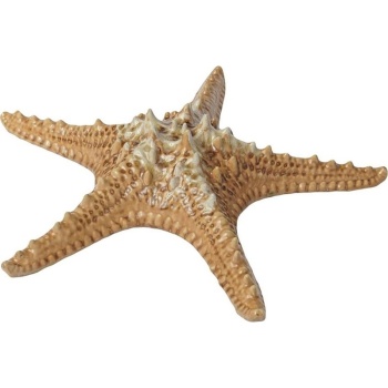 Блюдо 28см 100мл Звезда "Pearl Frutti di Mare" керамика