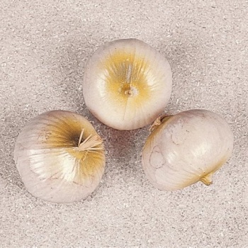 Муляж лук белый 3шт