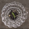 Блюдо стеклянное Conch 39x(h)7.5см прозрачное